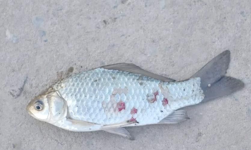 鯉魚的常見病與防治圖片(秋季錦鯉3種常見病的預(yù)防和治療,很實(shí)用) 觀賞魚百科 第9張 鯉魚的常見病與防治圖片(秋季錦鯉3種常見病的預(yù)防和治療,很實(shí)用) 鯉魚的常見病與防治圖片(秋季錦鯉3種常見病的預(yù)防和治療,很實(shí)用) 觀賞魚百科 第9張