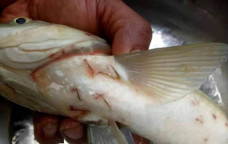 鯉魚的常見病與防治圖片(秋季錦鯉3種常見病的預(yù)防和治療,很實(shí)用) 觀賞魚百科 第6張 鯉魚的常見病與防治圖片(秋季錦鯉3種常見病的預(yù)防和治療,很實(shí)用) 鯉魚的常見病與防治圖片(秋季錦鯉3種常見病的預(yù)防和治療,很實(shí)用) 觀賞魚百科 第6張