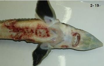 鯉魚的常見病與防治圖片(秋季錦鯉3種常見病的預(yù)防和治療,很實(shí)用) 觀賞魚百科 第11張 鯉魚的常見病與防治圖片(秋季錦鯉3種常見病的預(yù)防和治療,很實(shí)用) 鯉魚的常見病與防治圖片(秋季錦鯉3種常見病的預(yù)防和治療,很實(shí)用) 觀賞魚百科 第11張