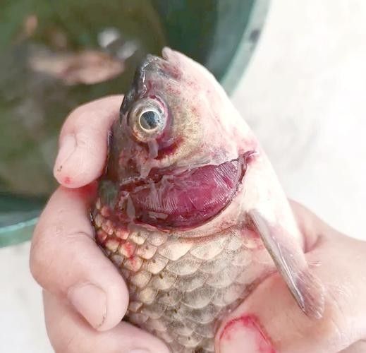 鯉魚的常見病與防治圖片(秋季錦鯉3種常見病的預(yù)防和治療,很實(shí)用) 觀賞魚百科 第12張 鯉魚的常見病與防治圖片(秋季錦鯉3種常見病的預(yù)防和治療,很實(shí)用) 鯉魚的常見病與防治圖片(秋季錦鯉3種常見病的預(yù)防和治療,很實(shí)用) 觀賞魚百科 第12張