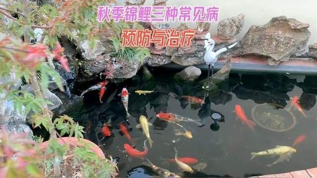 鯉魚的常見病與防治圖片（秋季錦鯉3種常見病的預(yù)防和治療，很實(shí)用） 鯉魚的常見病與防治圖片（秋季錦鯉3種常見病的預(yù)防和治療，很實(shí)用） 觀賞魚百科 第21張