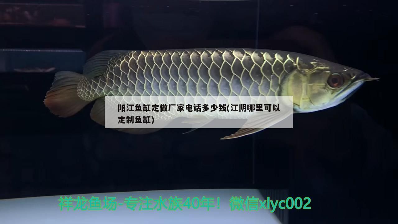 陽江魚缸定做廠家電話多少錢(江陰哪里可以定制魚缸)（歐陽江魚缸定做廠家電話多少錢(江陰哪里可以定制魚缸）