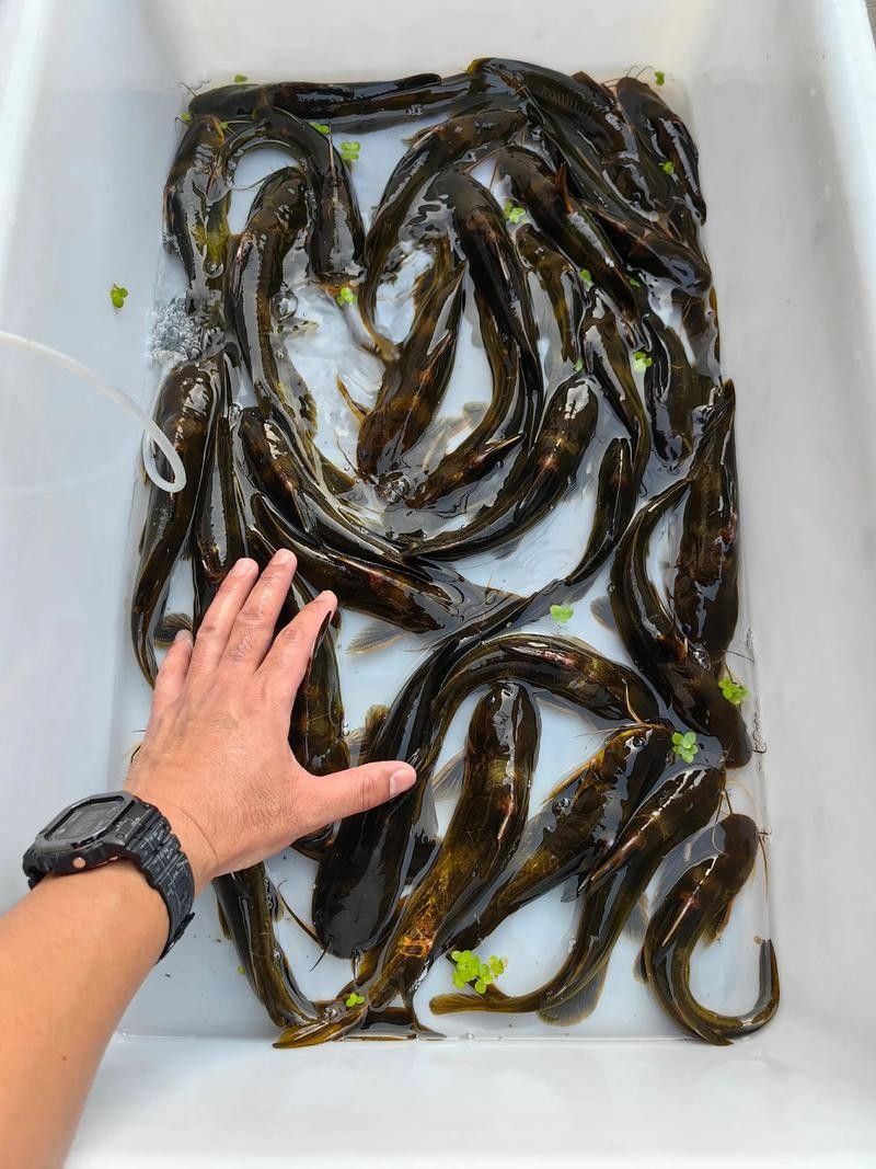 安次魚圖片(如何區(qū)分不同品種的安次魚?) 觀賞魚百科 第3張 安次魚圖片(如何區(qū)分不同品種的安次魚?) 安次魚圖片(如何區(qū)分不同品種的安次魚?) 觀賞魚百科 第3張