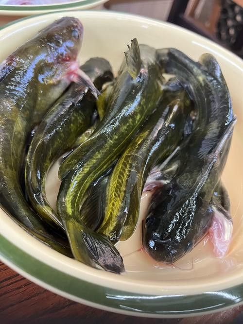 安次魚圖片(如何區(qū)分不同品種的安次魚?) 觀賞魚百科 第1張 安次魚圖片(如何區(qū)分不同品種的安次魚?) 安次魚圖片(如何區(qū)分不同品種的安次魚?) 觀賞魚百科 第1張