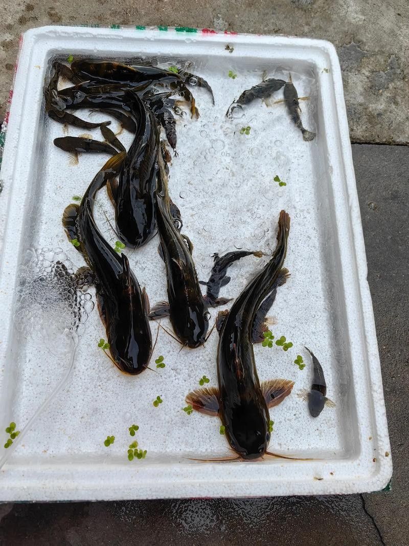 安次魚圖片(如何區(qū)分不同品種的安次魚?) 觀賞魚百科 第4張 安次魚圖片(如何區(qū)分不同品種的安次魚?) 安次魚圖片(如何區(qū)分不同品種的安次魚?) 觀賞魚百科 第4張