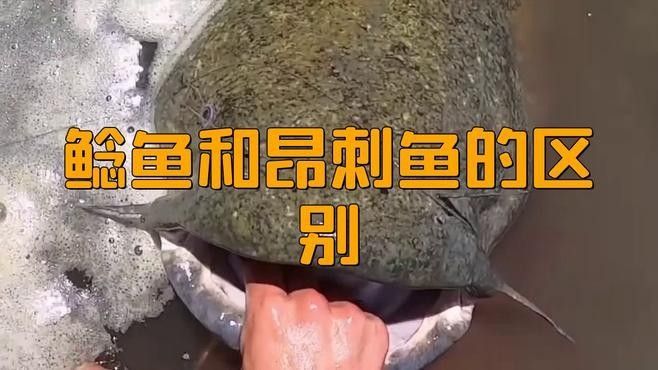 安次魚圖片（如何區(qū)分不同品種的安次魚？） 安次魚圖片（如何區(qū)分不同品種的安次魚？） 觀賞魚百科 第8張