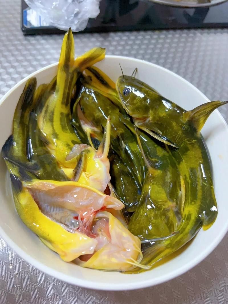 安次魚圖片(如何區(qū)分不同品種的安次魚?) 觀賞魚百科 第5張 安次魚圖片(如何區(qū)分不同品種的安次魚?) 安次魚圖片(如何區(qū)分不同品種的安次魚?) 觀賞魚百科 第5張