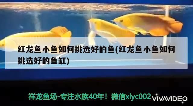 紅龍魚小魚如何挑選好的魚(紅龍魚小魚如何挑選好的魚缸)