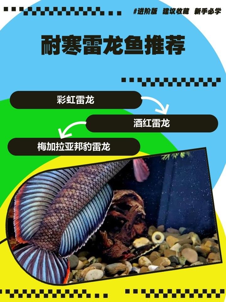 給我推薦一些耐寒的雷龍魚品種（耐寒性突出的雷龍魚品種推薦） 給我推薦一些耐寒的雷龍魚品種（耐寒性突出的雷龍魚品種推薦） 龍魚百科 第9張