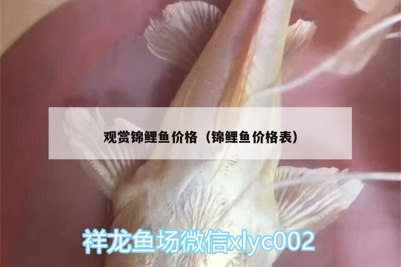 觀(guān)賞錦鯉魚(yú)價(jià)格（錦鯉魚(yú)價(jià)格表）（日本錦鯉多少錢(qián)一條）