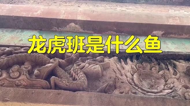 虎斑恐龍魚的價格是多少？（廣東男子釣獲“遠古恐龍魚”,背鰭銳利似劍龍!網友:值好幾百!）