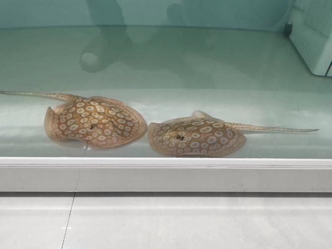 白子魟魚怎么看品質（如何判斷白子魟魚的品質？）