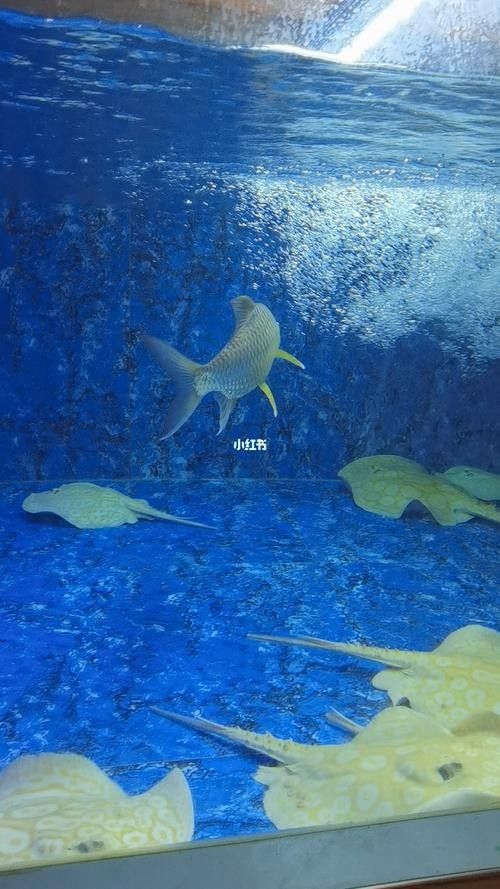 白子魟魚怎么看品質（如何判斷白子魟魚的品質？）