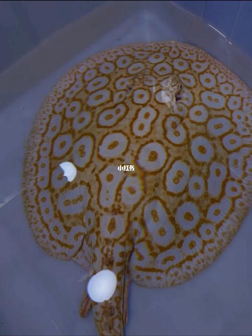 白子魟魚怎么看品質（如何判斷白子魟魚的品質？）