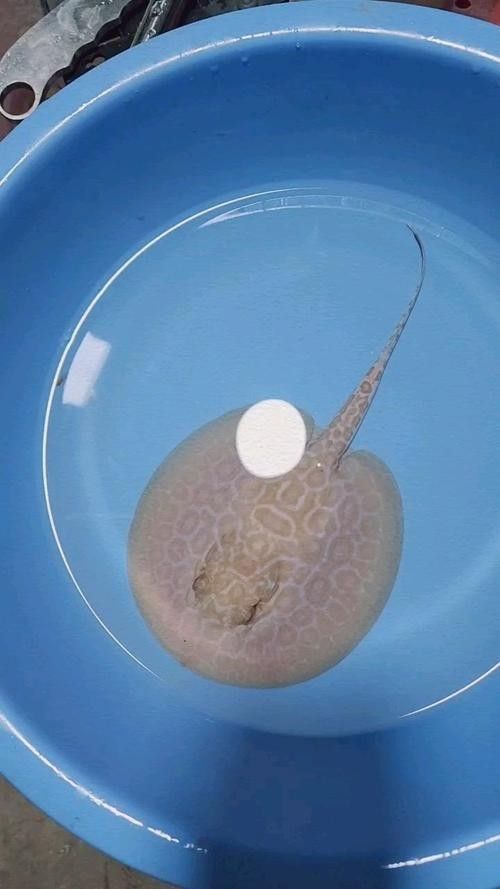 白子魟魚怎么看品質（如何判斷白子魟魚的品質？）