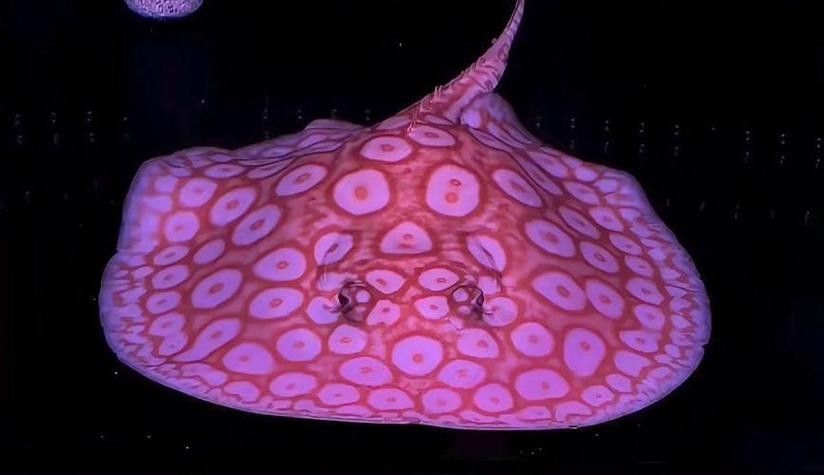 白子魟魚怎么看品質（如何判斷白子魟魚的品質？）