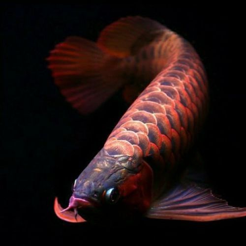 海南哪個水族館龍魚好？祥龍魚場龍魚（廣州祥龍魚場）