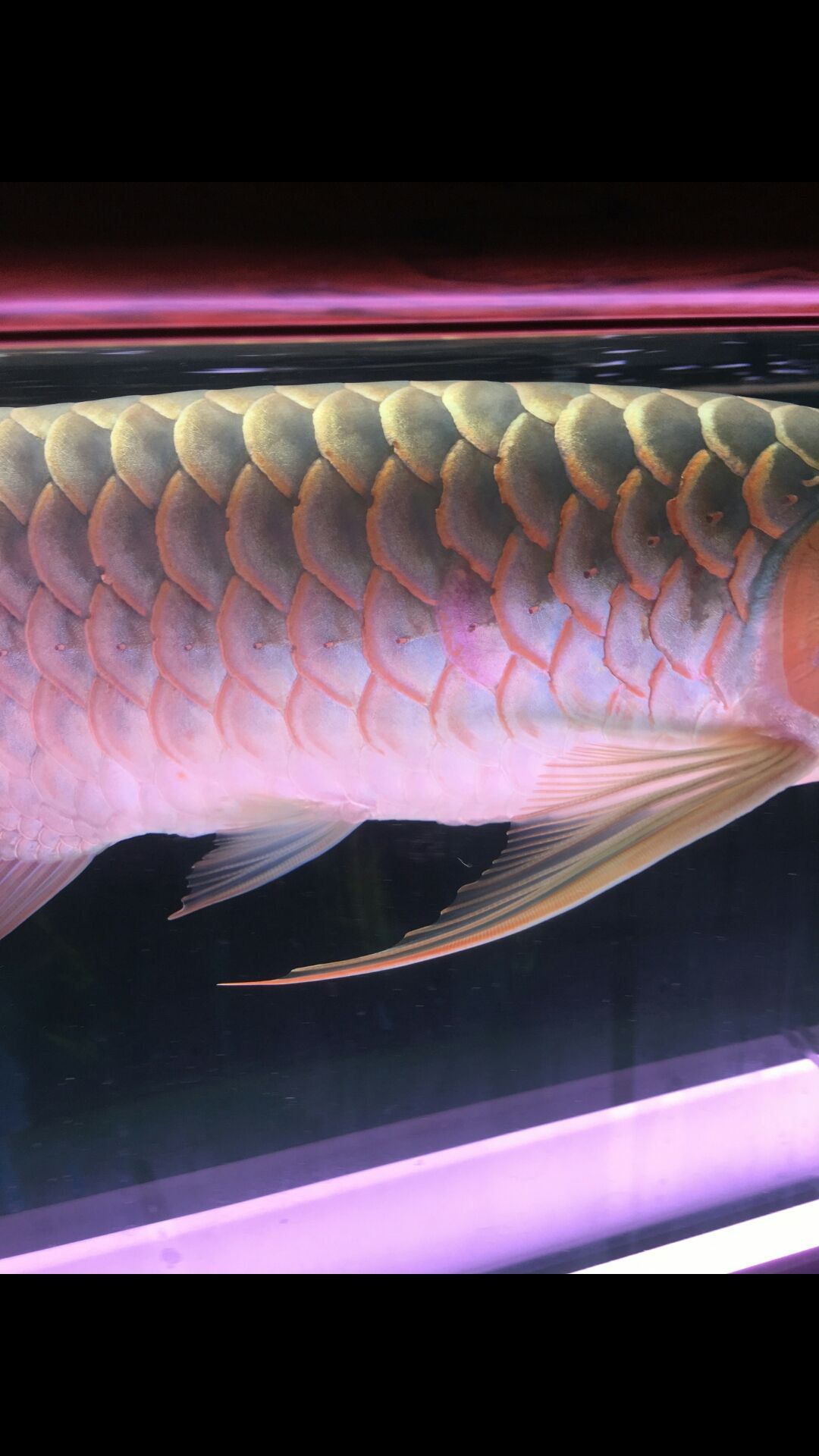 這是蝕鱗嗎？（“蝕鱗”與物質的磨損、腐蝕以及環境因素的復雜現象） 這是蝕鱗嗎？（“蝕鱗”與物質的磨損、腐蝕以及環境因素的復雜現象） 觀賞魚百科 第2張