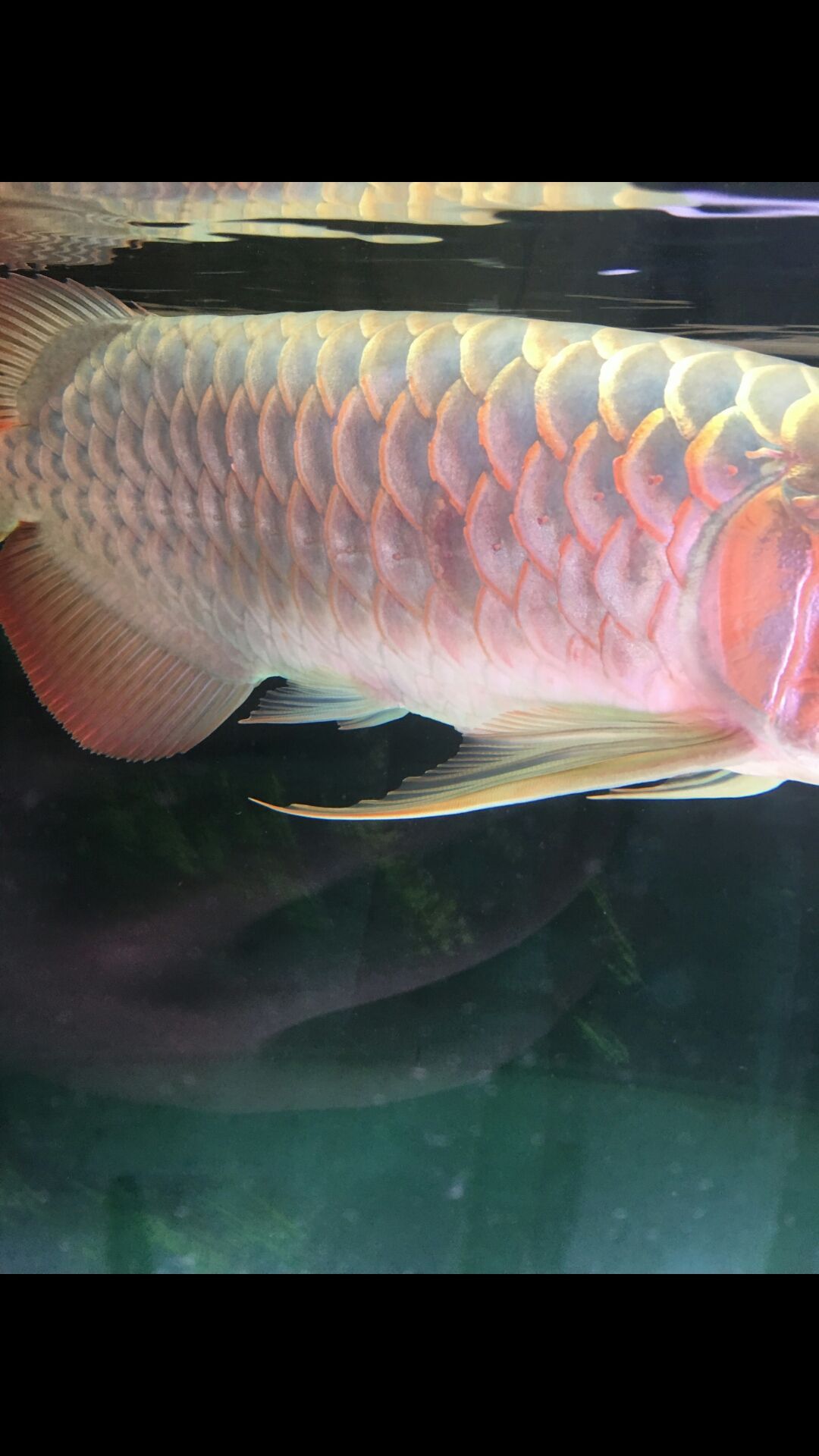 這是蝕鱗嗎？（“蝕鱗”與物質的磨損、腐蝕以及環境因素的復雜現象） 這是蝕鱗嗎？（“蝕鱗”與物質的磨損、腐蝕以及環境因素的復雜現象） 觀賞魚百科 第3張