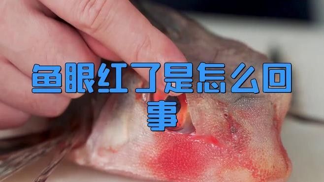 龍魚眼睛有綠色（白金龍魚眼睛的三個最佳顏色課課飛飛龍魚眼睛有白膜怎么回事）