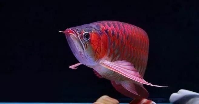 紅龍魚頭上和鰓部起水泡（紅龍魚頭上和鰓部起水泡怎么辦？）
