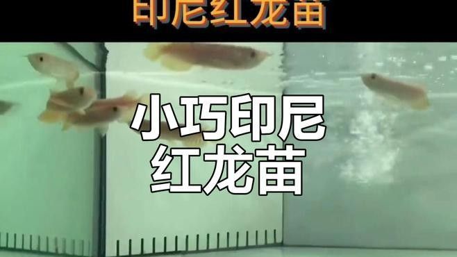 紅龍魚苗圖片大全大圖片欣賞（半勺泡泡糖印尼紅龍魚苗鱗片閃耀如鏡面未來發(fā)色必驚艷）