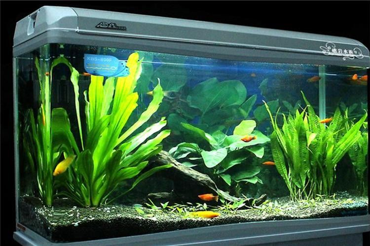 哪個品牌的魚缸性價比最高（2025年魚缸十大品牌推薦）