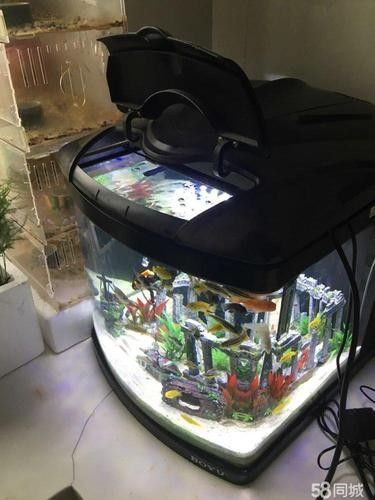 哪個品牌的魚缸性價比最高（2025年魚缸十大品牌推薦）