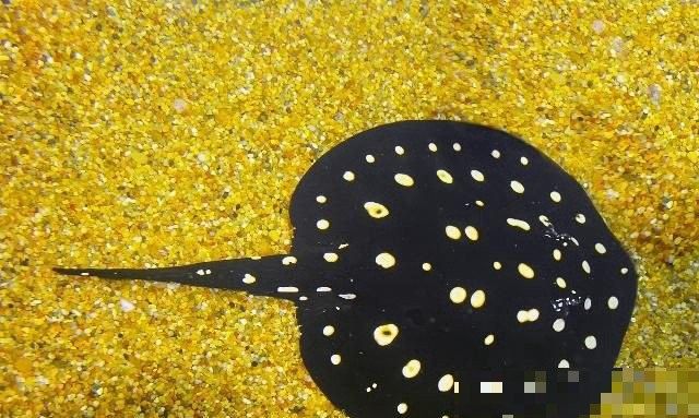 黑金魟魚多大會變黑（黑金魟魚變黑后斑紋會消失嗎黑金魟魚變黑后斑紋會消失嗎）