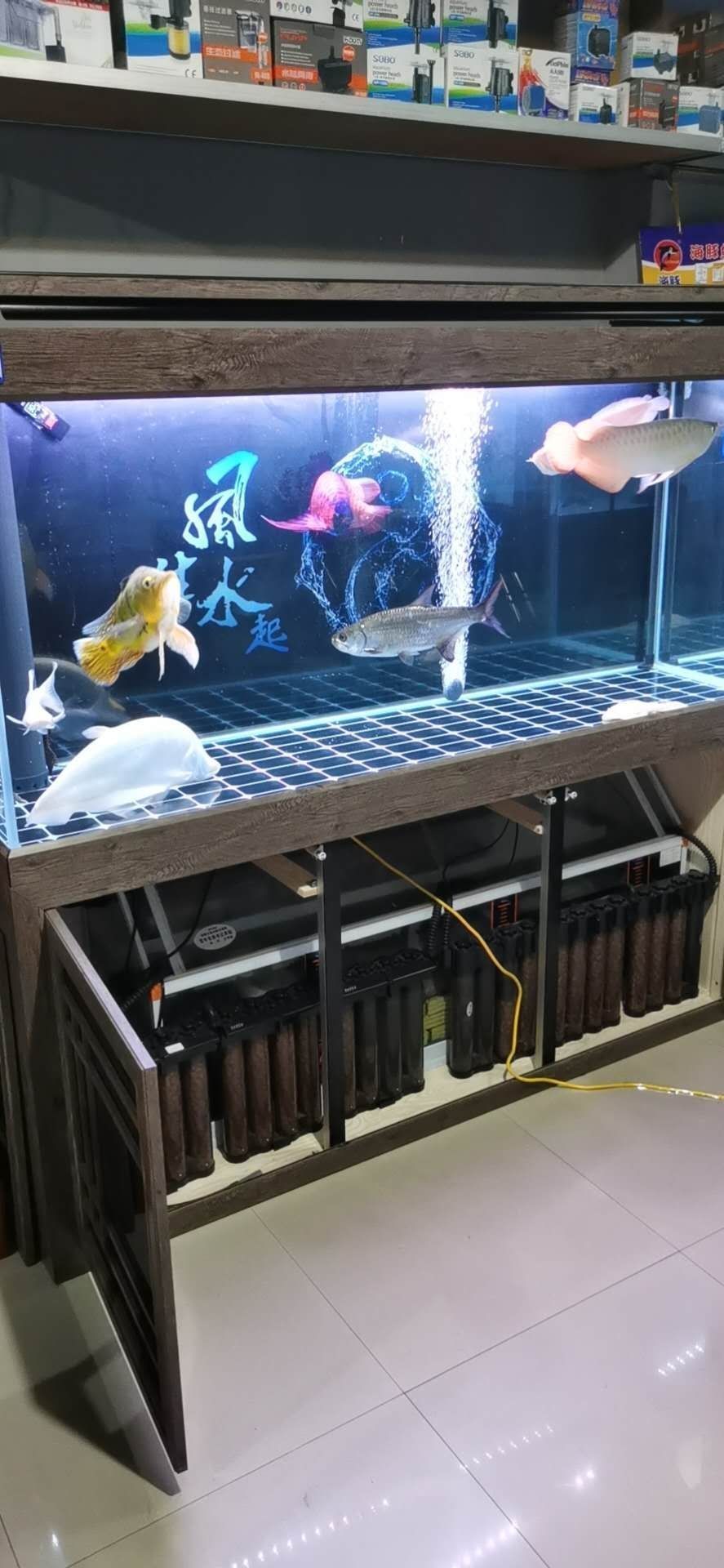 養魚基本知識十萬個為什么一（初學者養魚的十個常見疑問及養魚的十個常見疑問及其解答）
