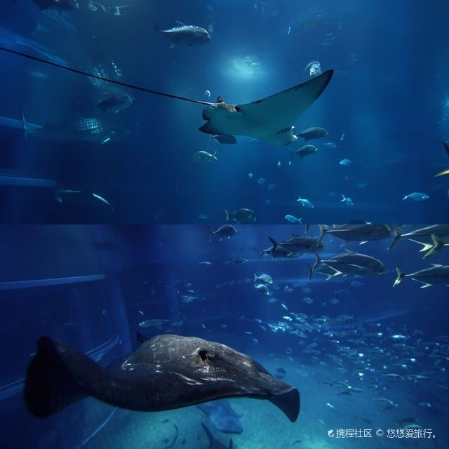 保山哪個水族館龍魚好？祥龍魚場龍魚（保山祥龍魚場龍魚）