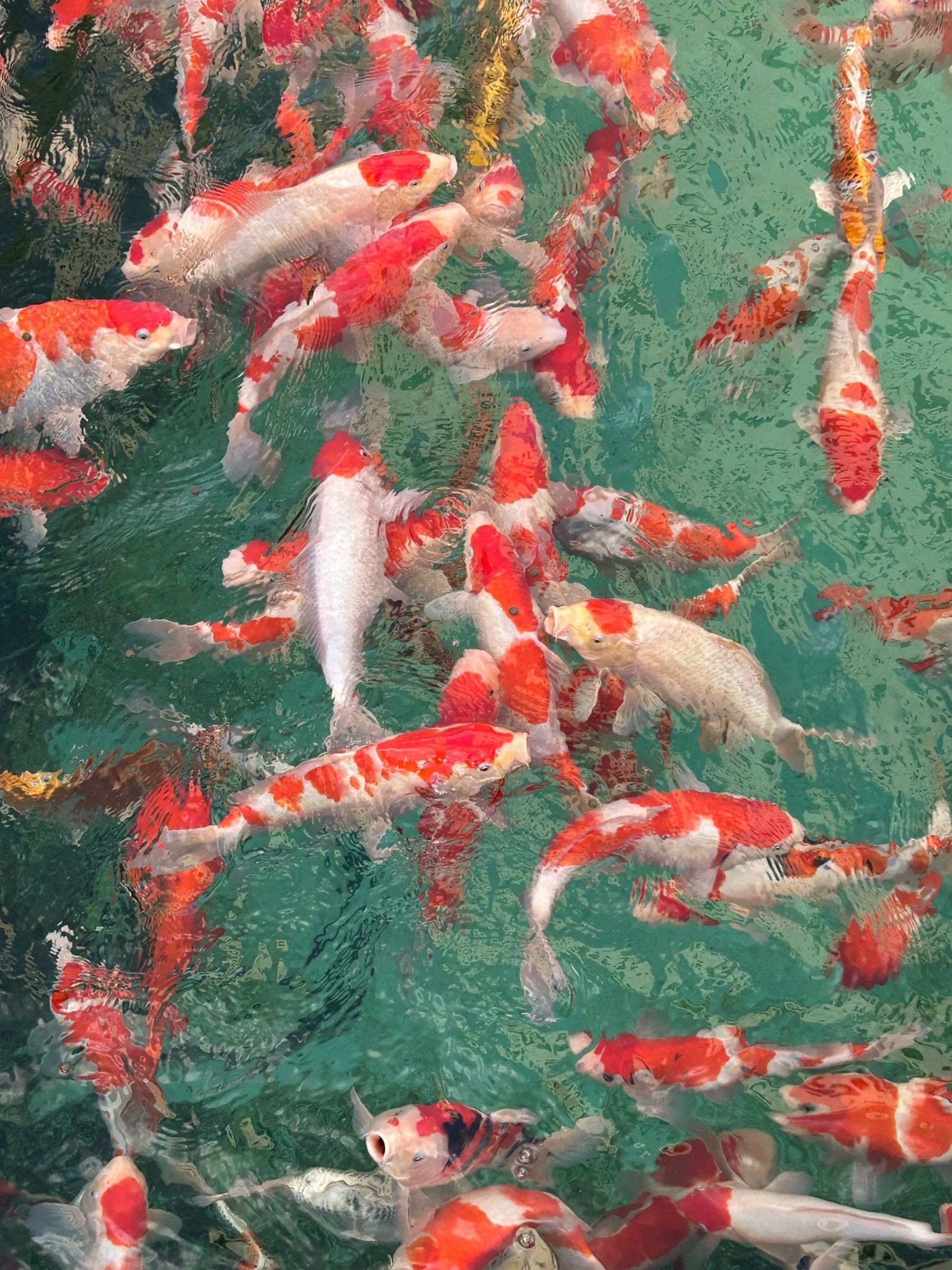 保山哪個水族館龍魚好？祥龍魚場龍魚（保山祥龍魚場龍魚）