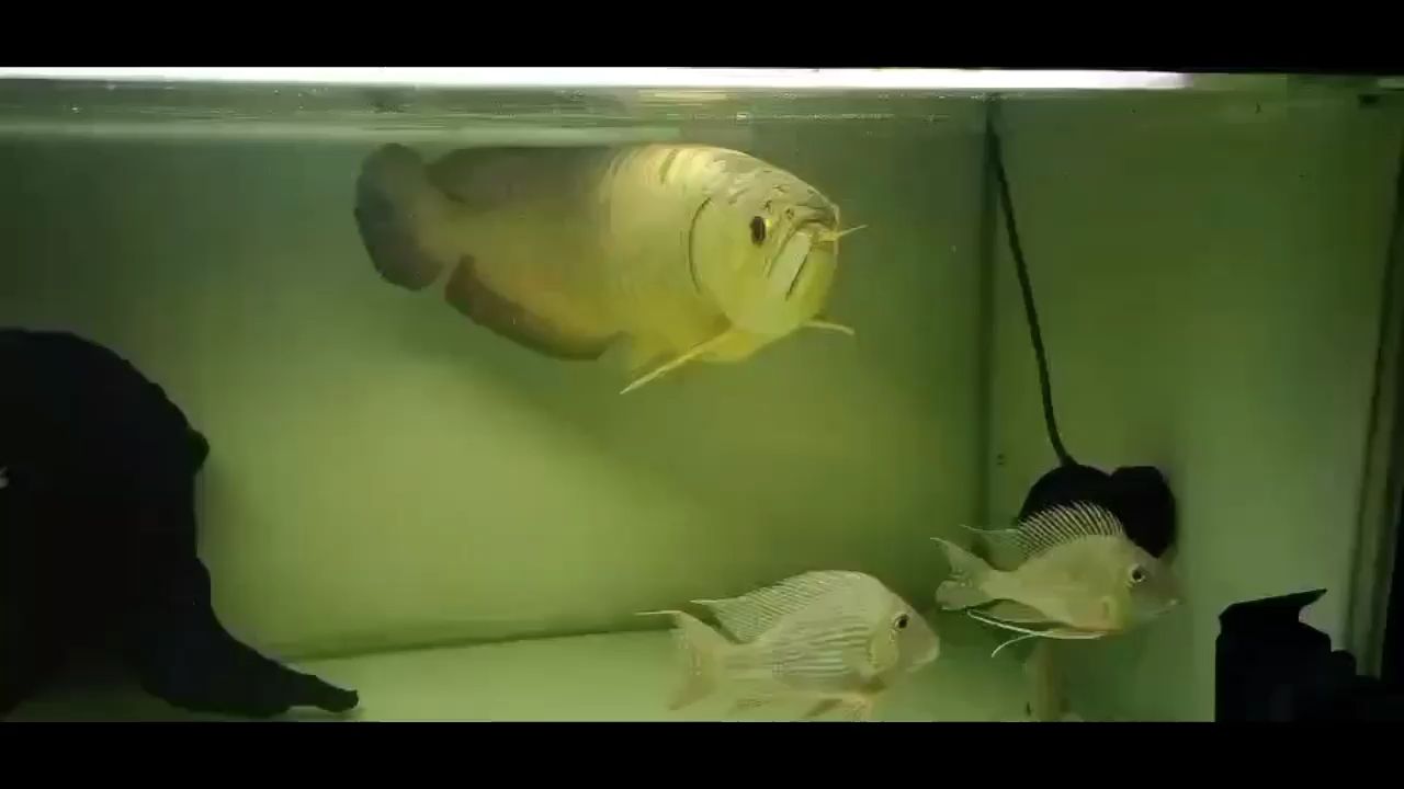 視覺盛宴，我為你驕傲（內有福利）（橘子兄養魚日記）