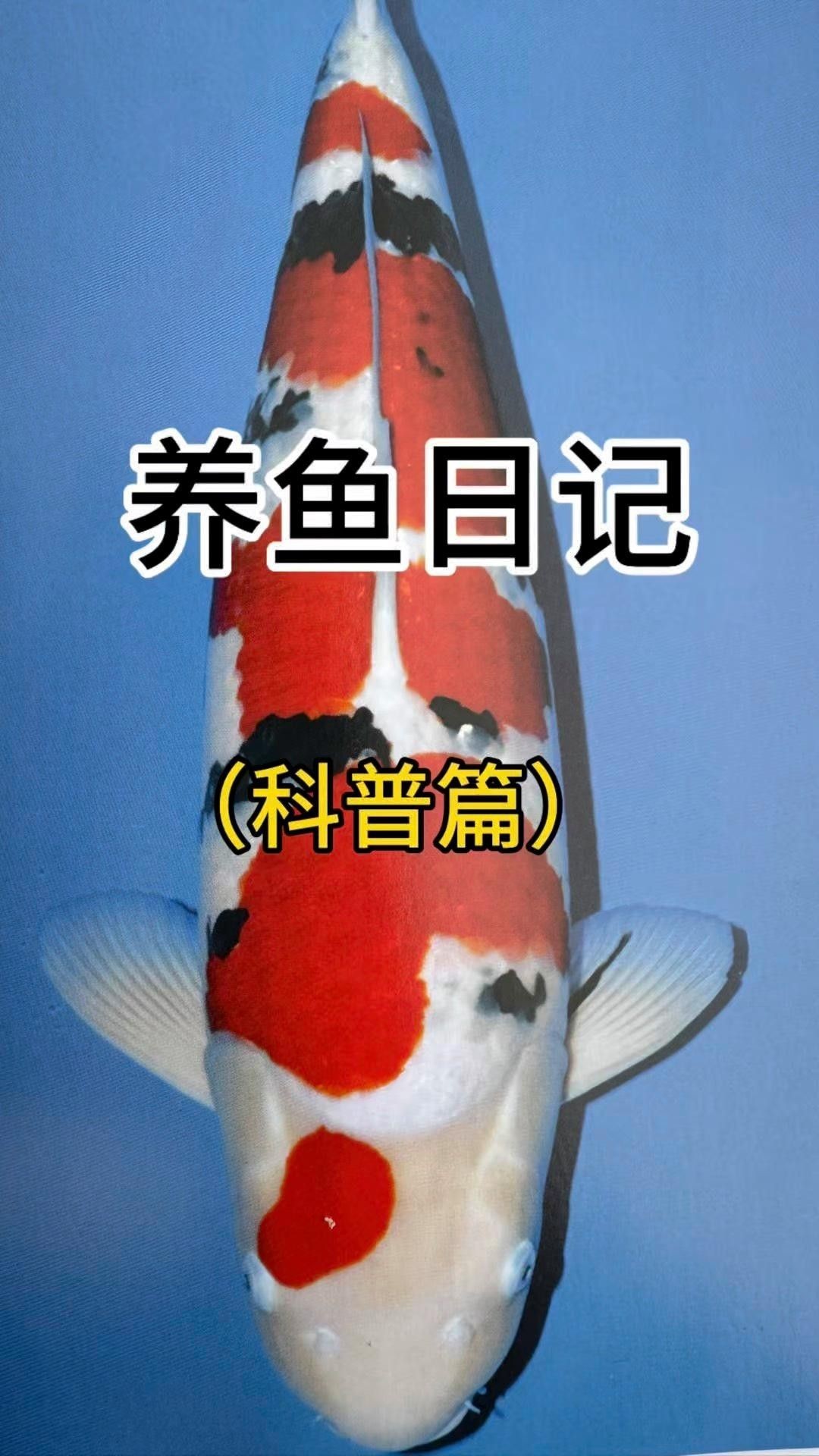 大正錦鯉（大正三色錦鯉美學(xué)密碼秒懂大百科挑選大正錦鯉）