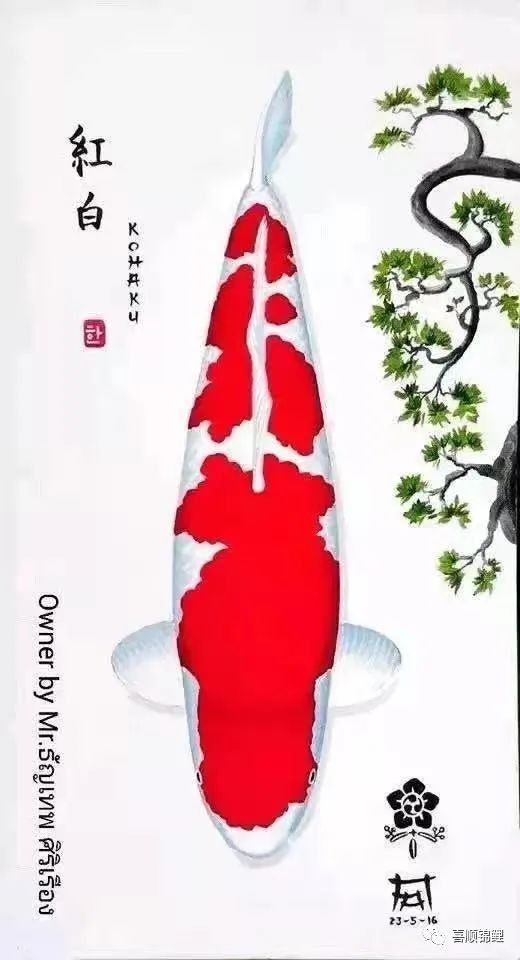 大正錦鯉（大正三色錦鯉美學(xué)密碼秒懂大百科挑選大正錦鯉）