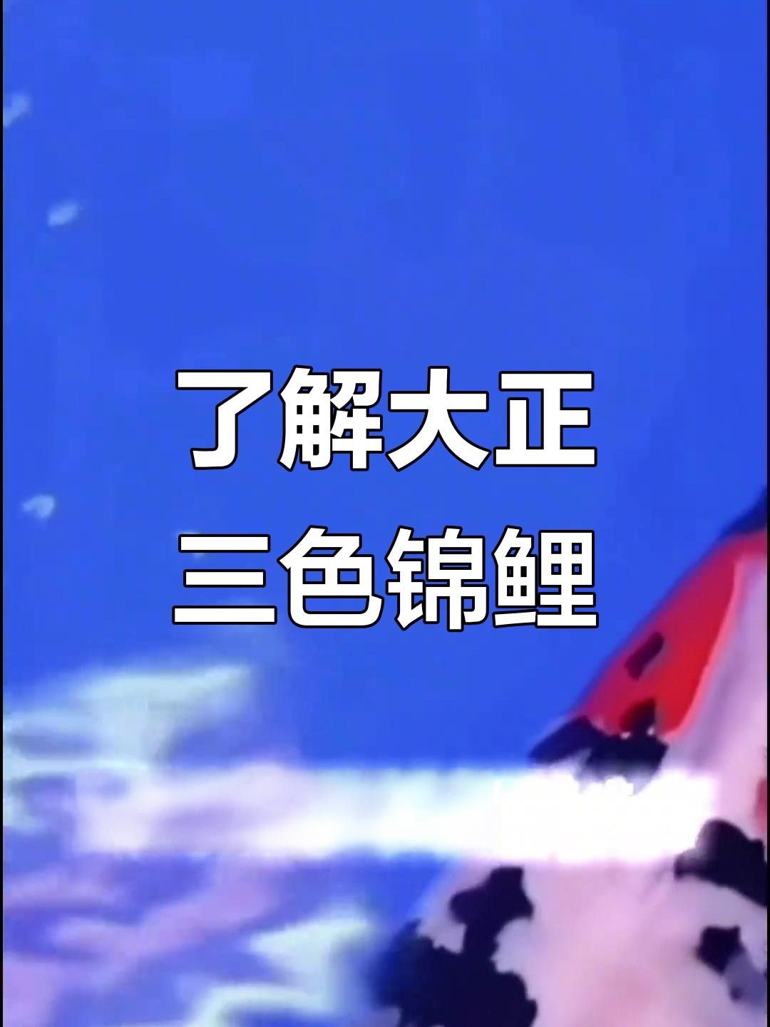 大正錦鯉（大正三色錦鯉美學(xué)密碼秒懂大百科挑選大正錦鯉）