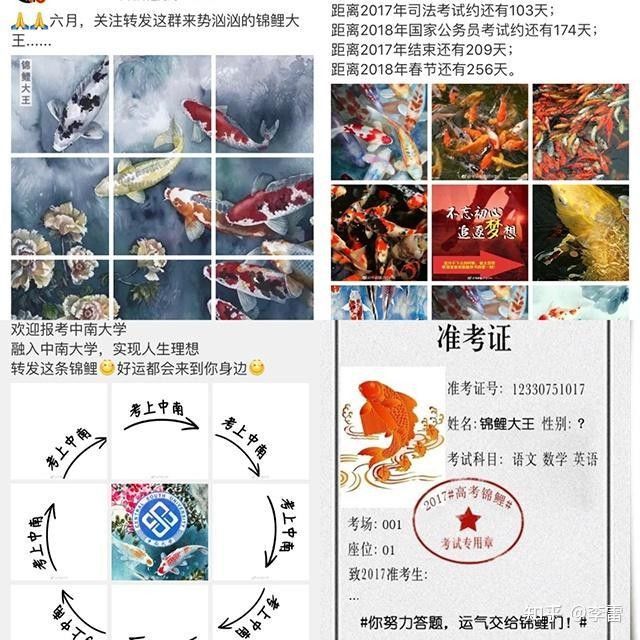 大正錦鯉（大正三色錦鯉美學(xué)密碼秒懂大百科挑選大正錦鯉）