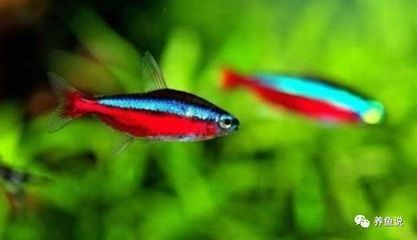 觀賞魚的病癥及預防（觀賞魚疾病的診斷和預防）