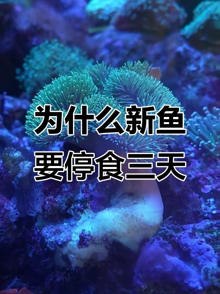 新魚餓3天老魚也跟著挨餓嗎（新魚餓3天老魚也跟著挨餓嗎，）