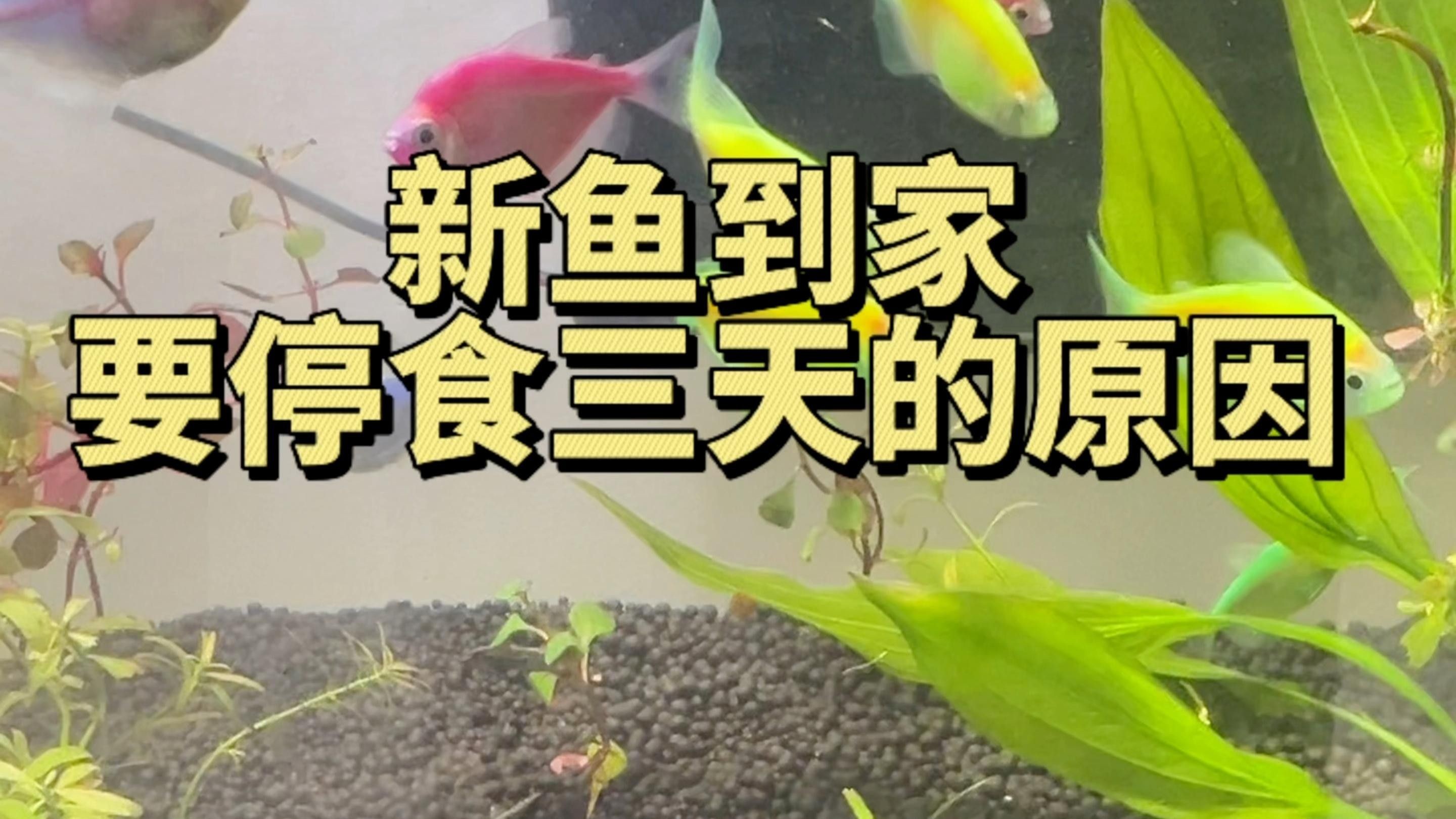 新魚餓3天老魚也跟著挨餓嗎（新魚餓3天老魚也跟著挨餓嗎，）