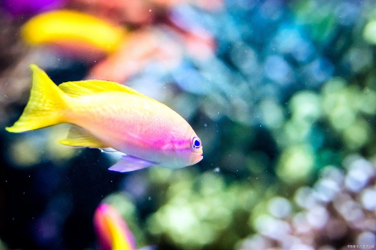新魚餓3天老魚也跟著挨餓嗎（新魚餓3天老魚也跟著挨餓嗎，）