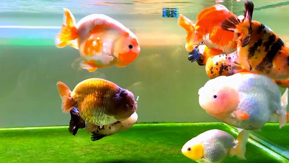 賀州水族館蘭壽（廣西賀州水族館蘭壽）