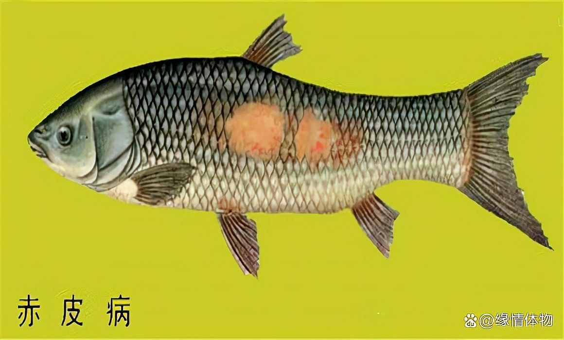 龍魚鱗爛復發后如何急救（龍魚爛尾爛鱗怎么辦）