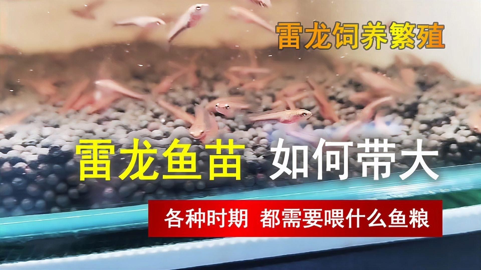 彩虹雷龍魚繁殖期如何護理？（彩虹雷龍魚繁殖期的護理）