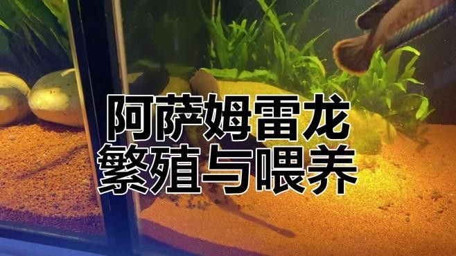 彩虹雷龍魚繁殖期如何護理？（彩虹雷龍魚繁殖期的護理）