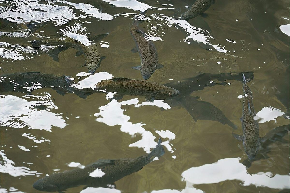 鎮沅哪個水族館龍魚好？祥龍魚場龍魚（云南鎮沅縣祥龍魚場發展冷水魚養殖產業鄉村振興“游”出新希望）