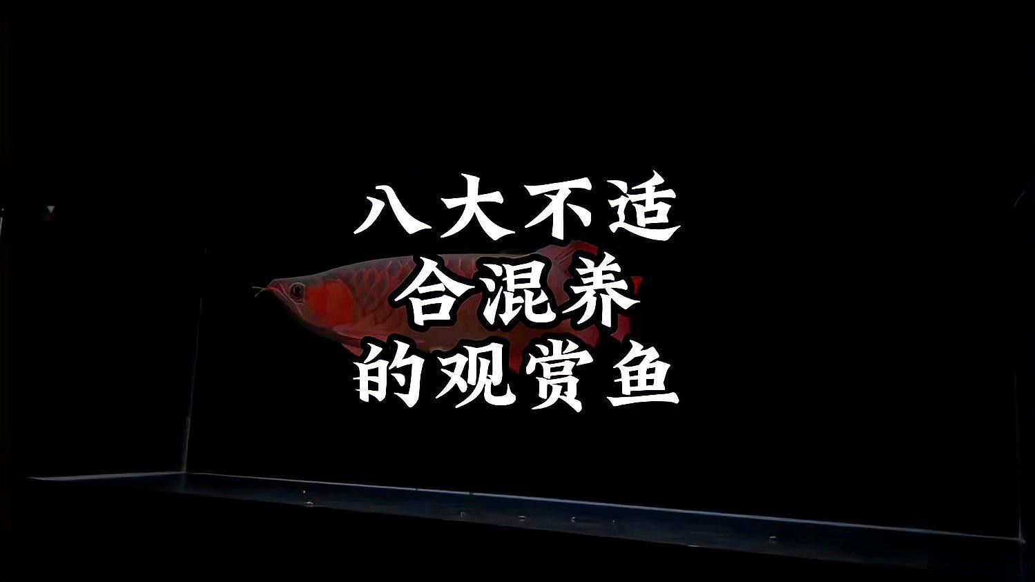 哪些魚種不宜混養（不適合混養的魚種有哪些？）