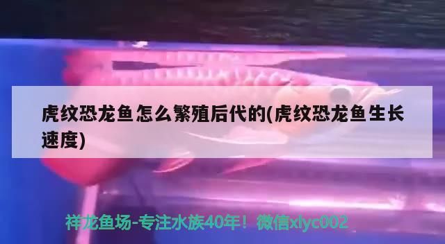 虎紋恐龍魚怎么繁殖后代的(虎紋恐龍魚生長速度)（虎紋恐龍魚怎么繁殖后代）