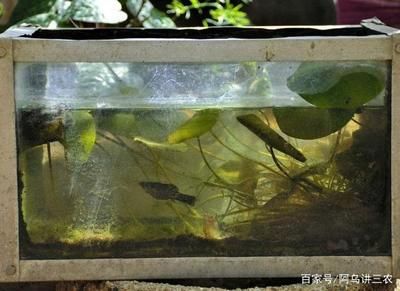 龍魚為什么突然暴斃（龍魚為什么突然暴斃呢）（龍魚為什么會突然暴斃）
