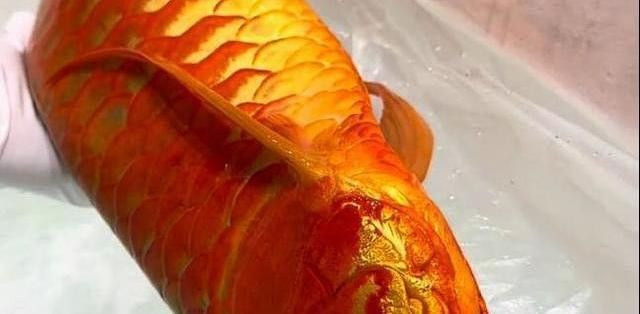 龍魚蒙眼手術的成功率有多高？（魚蒙眼手術的成功率受多種因素影響，龍魚蒙眼手術的成功率及信息）
